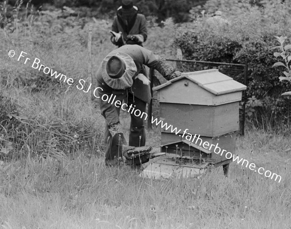 FOR JESUIT DIRECTORY 1955: APIARY NOVS ATTENDING TO BEEHIVES